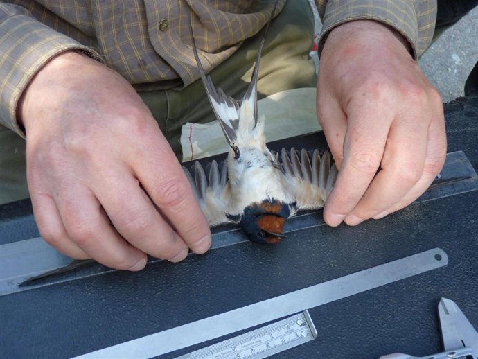 Golondrinas participantes en el estudio del CSIC