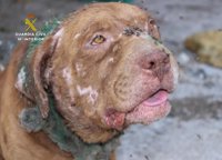 Rescatan a una treintena de animales víctima de maltrato en una vivienda de Monteagudo (Murcia)