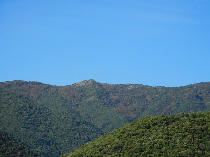 Un bosque en el Montseny