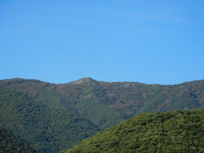 Un bosc en el Montseny