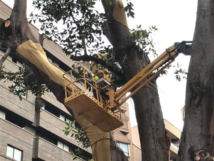Estado del ficus Santo Domingo