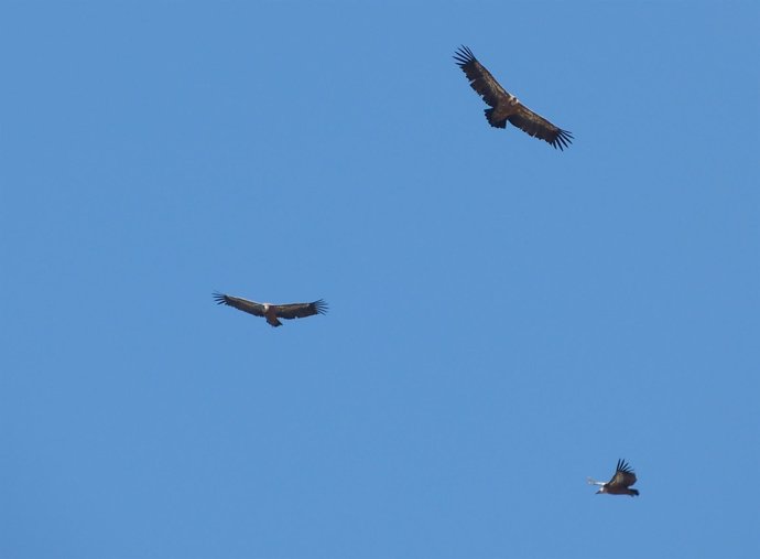 Buitres, aves carroñeras, carroñeros