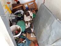 Rescatados varios perros abandonados en una azotea de Roquetas con señales de peleas ilegales