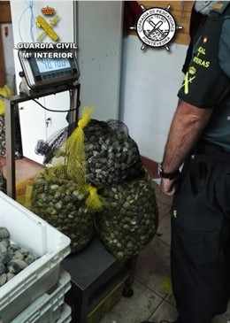 Intervenidos 100 kilos de almeja extraida por mariscadores furtivos.