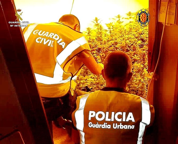 Operació contra una banda de traficants de marihuana
