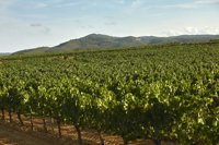 Codorníu lidera la nueva categoría 'Cavas de Paraje Calificado' con tres cavas de los 12 totales