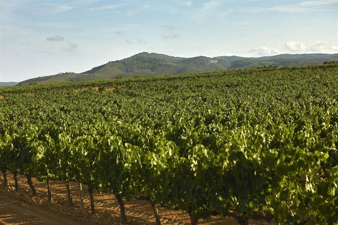 Viñedo de Codorníu, vino, cava