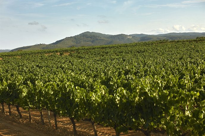 Vinyer de Codorniu, vi, cava