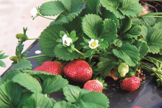 Fresas de Huelva