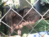 Detenido en Arahal por tener a un perro muerto y a otro desnutrido en su propiedad