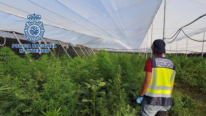 "La Policía Nacional Desmantela Una Plantación De Cannabis Sátiva En Un Invernad
