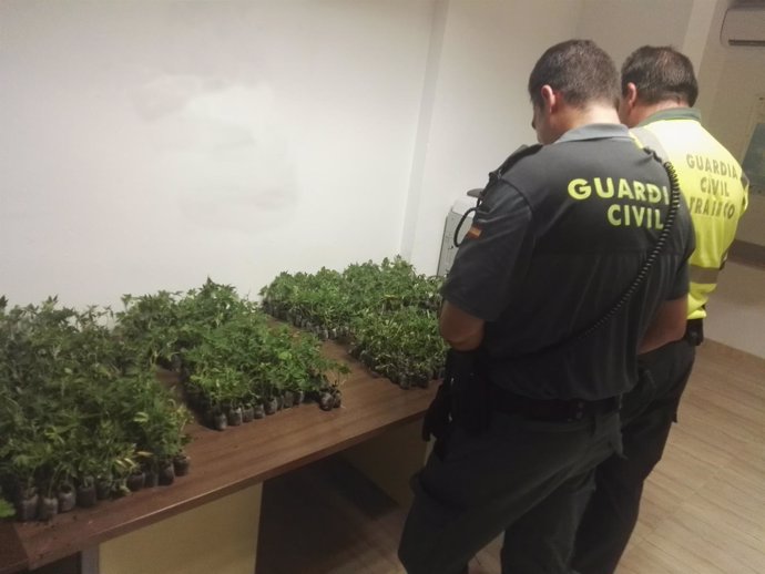 Plantas de marihuana intervenidas