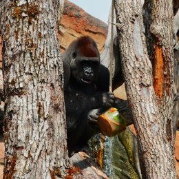 Un gorila con su helado en Bioparc