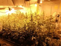 Detenidas tres personas y decomisadas 200 plantas de Marihuana en una operación antidroga en Iturralde (Bilbao)