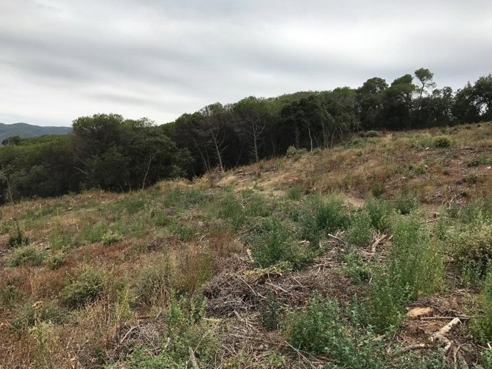 Terreny que s'ha talat àrbres per a disminuir la plaga