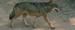 Lobo ibérico del Zoo de Barcelona