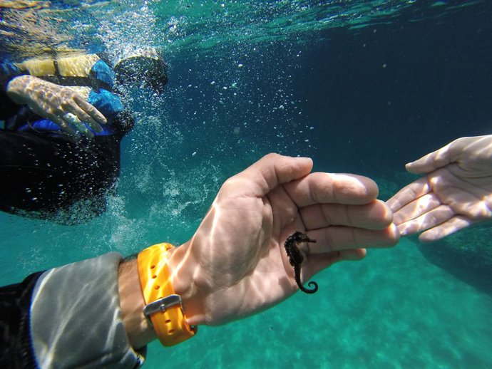 Caballito de mar en aguas de Jávea
