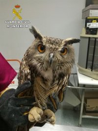 La Guardia Civil recupera un Búho Real en Guadalajara