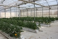 El cultivo hidropónico de tomate como alternativa al cultivo de pimiento en el Campo de Cartagena 