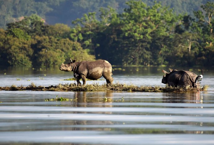 Rinocerontes del Parque Nacional de Kaziranga en Assam, India