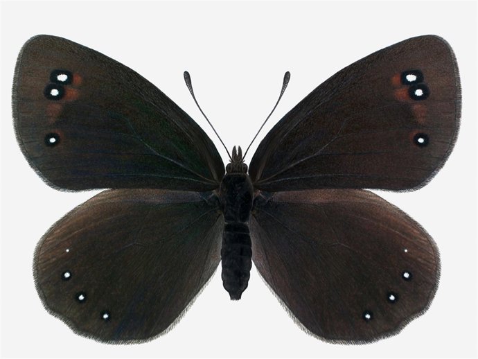 Ejemplar de Erebia lefebvrei Abosi hallado en la sierra de Guara.