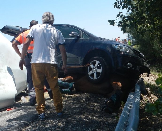 Caballo atrapado debajo de un coche tras volcar el remolque que lo transportaba