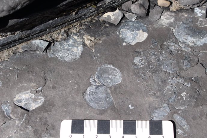 Fósiles de bivalvos, abundantes antes de la caída de oxígeno