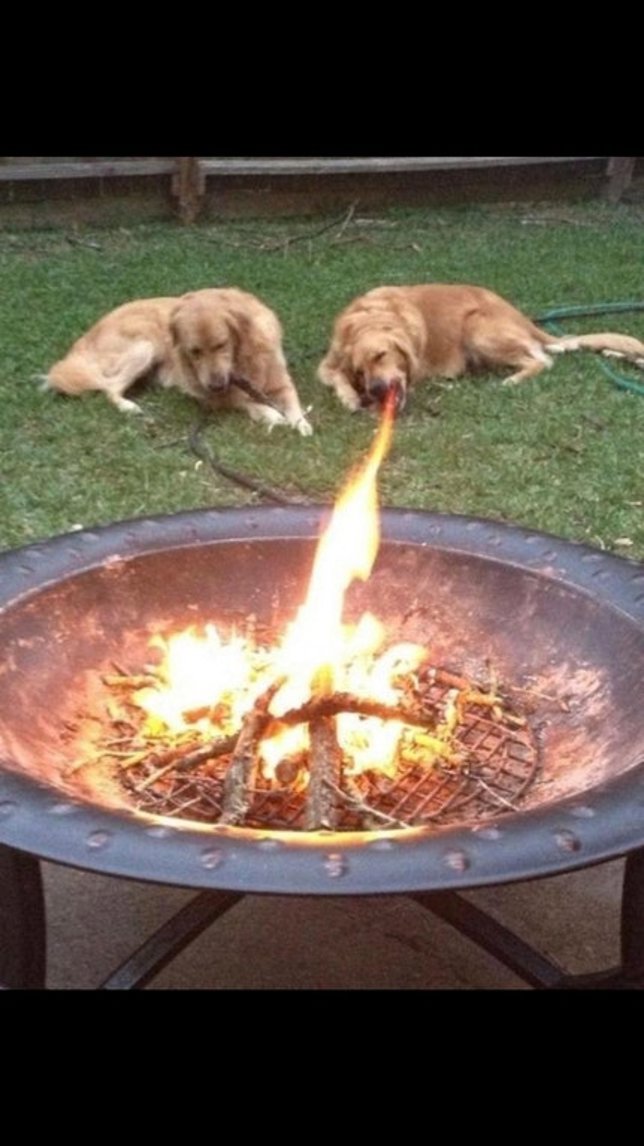 PERRO