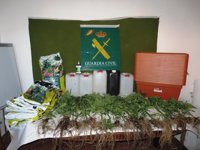 Dos detenidos en Matamala con 22 plantas de marihuana