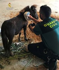 Investigan a un joven por robar un pony que estaba atado en una nave de Villazala