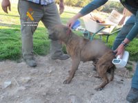 Investigados dos veterinarios por falsificar documentos de perros que mataron a un hombre