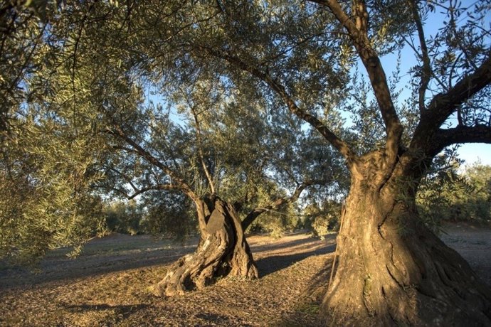 Olivares centenarios de Martos