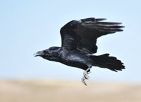 Publicadas las bases de las ayudas para paliar ataques de lobo ibérico y aves necrófagas