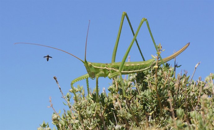 Espècie de llagosta al Parc Natural dels Ports