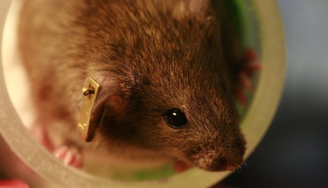 Rartón de laboratorio