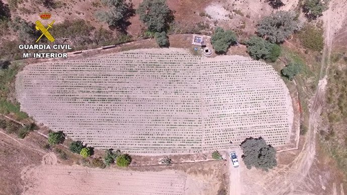 Plantas de marihuana incautadas en El Cerro del Andévalo.