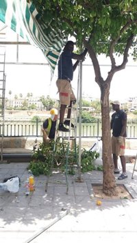 El PP avisa de "podas indiscriminadas" por personas "ajenas" al Ayuntamiento en el montaje de la Velá