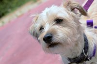 Los grupos del Ayuntamiento de Alicante apoyan horarios de paseo libre de perros en los parques