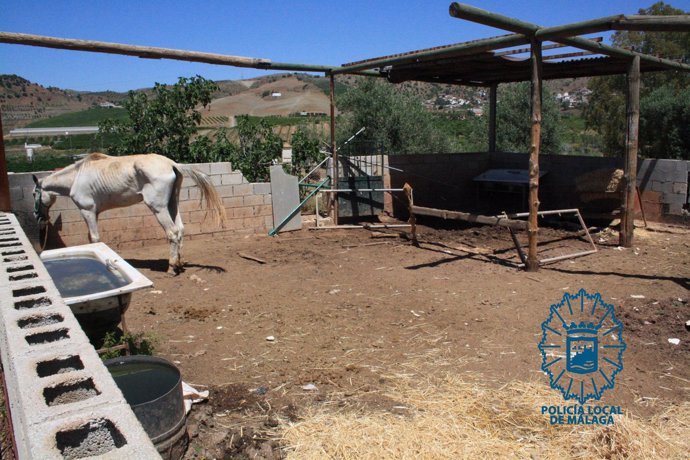 Caballo equino animal maltrato desnutrido policía local málaga suciedad 