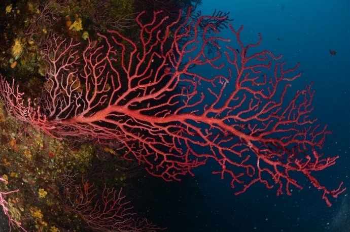 Gorgonias