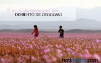 Un fenómeno increíble: Así luce el desierto florido de Atacama, Chile