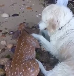 Este perro salvó a un cervatillo de morir ahogado en el mar