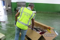 Requisado en el Puerto de Vigo un atún rojo valorado en 5.000 euros capturado por un barco sin licencia