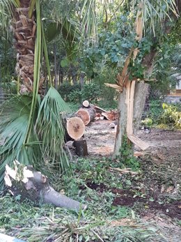 Àrbol caído en el parque de María Luisa.