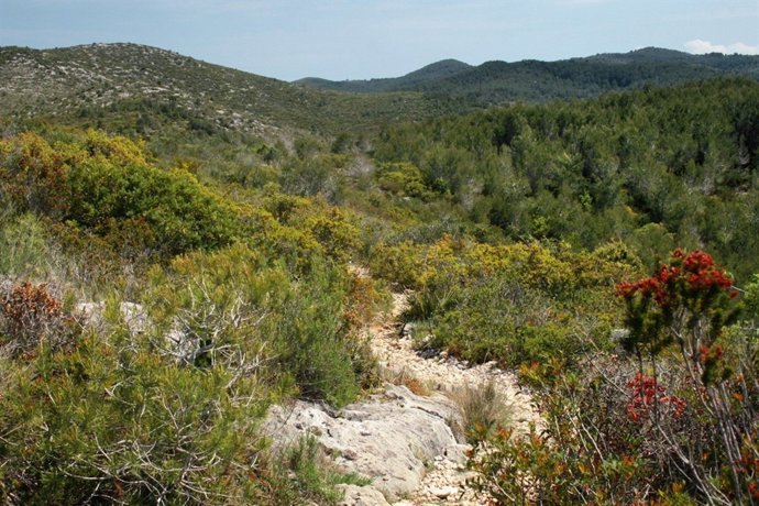 Matoll del Parc Natural del Garraf