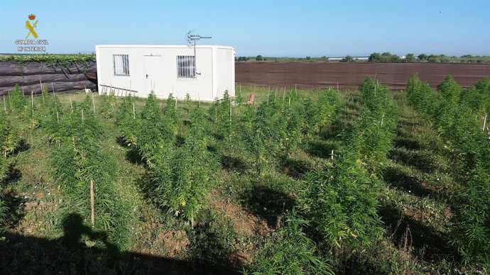 La Guardia Civil desmantela dos plantaciones de marihuana