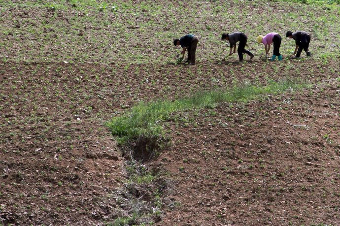 Cultivos en Corea del Norte
