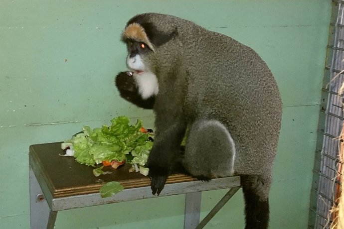 Mono de Brazza comiendo