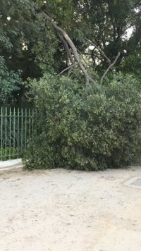 PP urge actuaciones al Ayuntamiento de Sevilla ante "nuevas caídas de ramas" en la ciudad