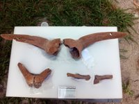 Los trabajos arqueológicos en La Draga recuperan 150 pilares de viviendas de hace 7.300 años